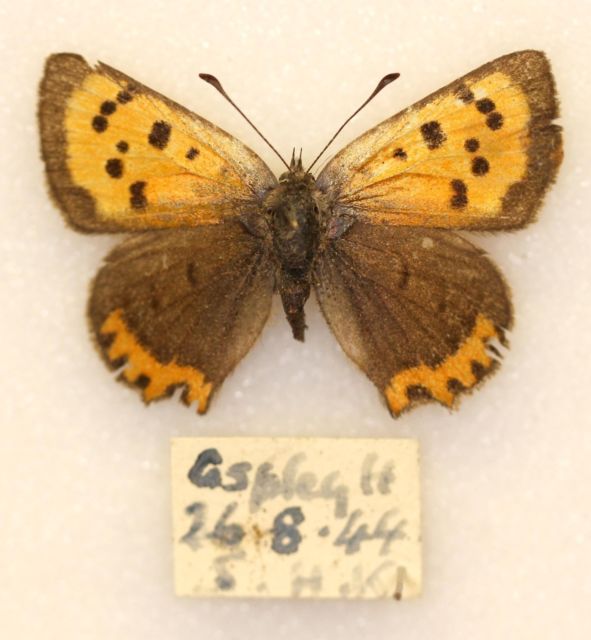 Small copper (aberration, 1944 british butterfly) (Internet Image property of respective owner, non-commercial use only)